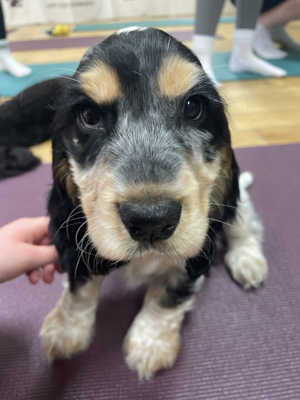 An adorable cocker spaniel puppy sitting on a yoga mat